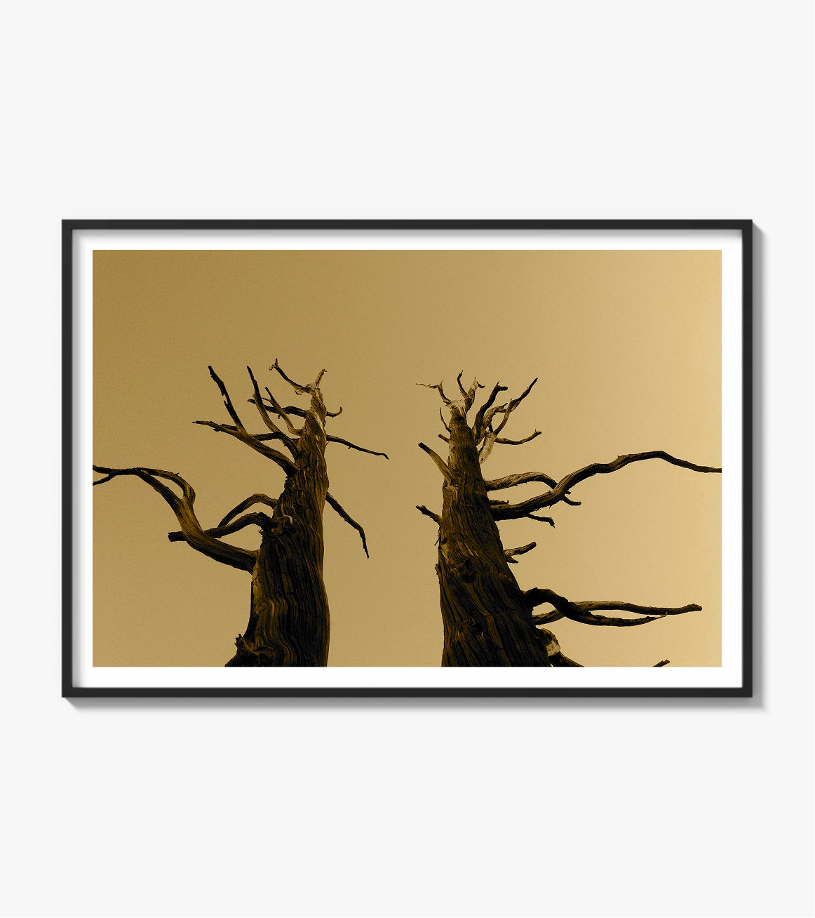 Burnt trees
